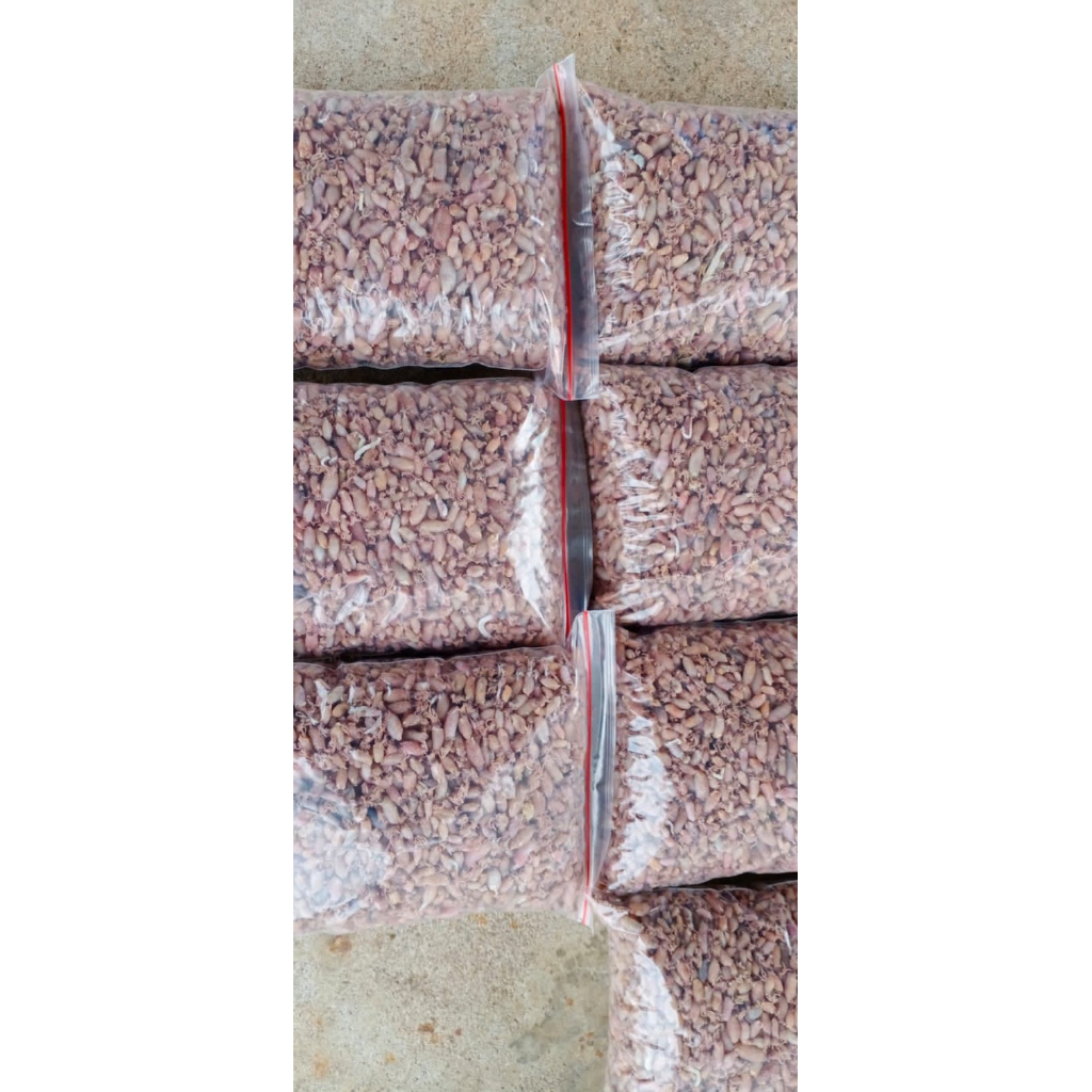 

Cumi tawar kecil 1kg