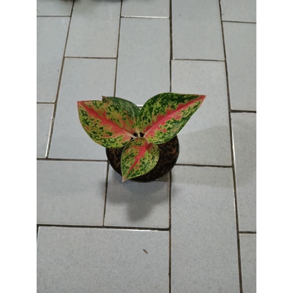 Aglaonema anakan Mahasethy