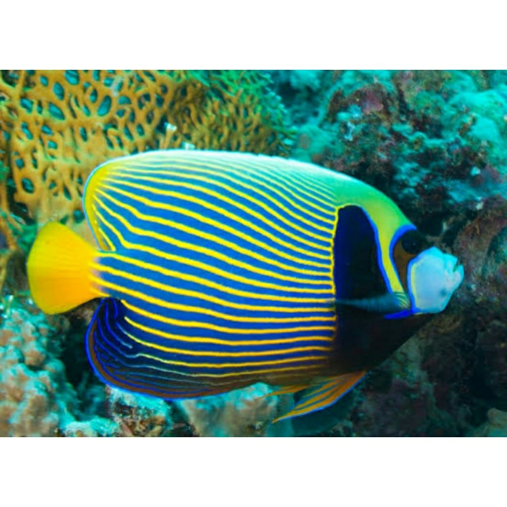 

IKAN HIAS LAUT ANGEL BATMAN