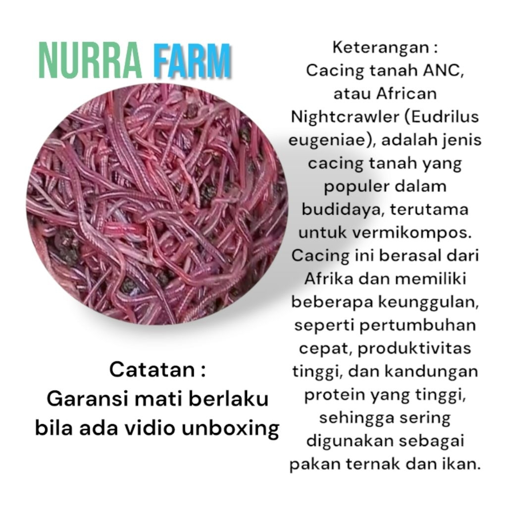 Cacing Tanah ANC 50 - 1000 gram Untuk Pakan Dan Mancing / Pakan Ikan Predator