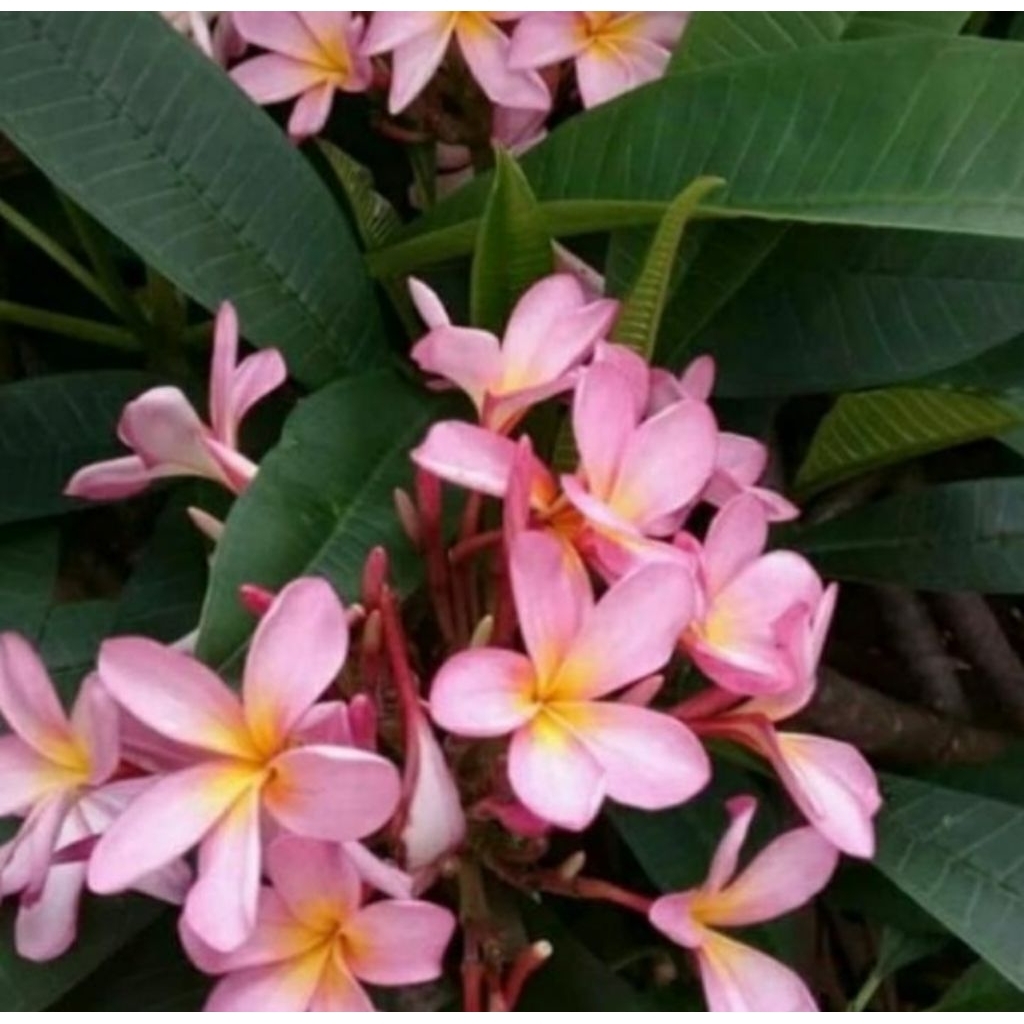 pohon kamboja bunga ving tinggi 2 meter