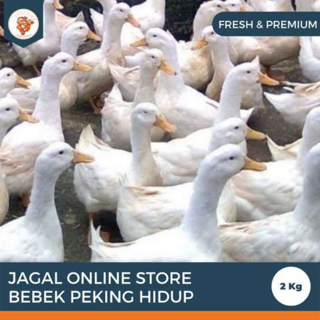 BEBEK PEKING DAN HIBRIDA HIDUP 1 EKOR BERAT 2 KG