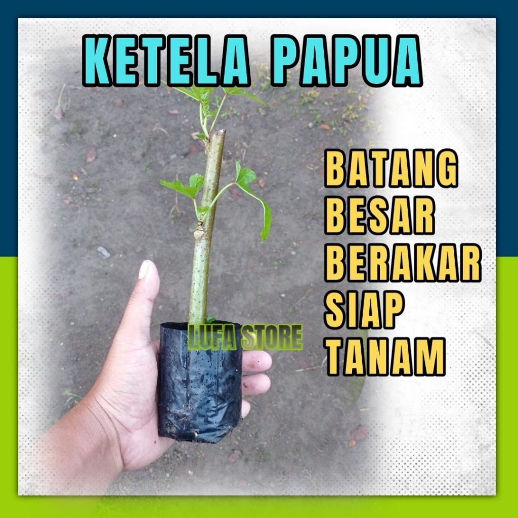 bibit singkong papua