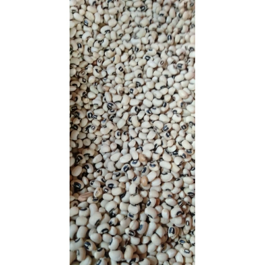 

Biji Kacang Tholo / Tunggak putih kering