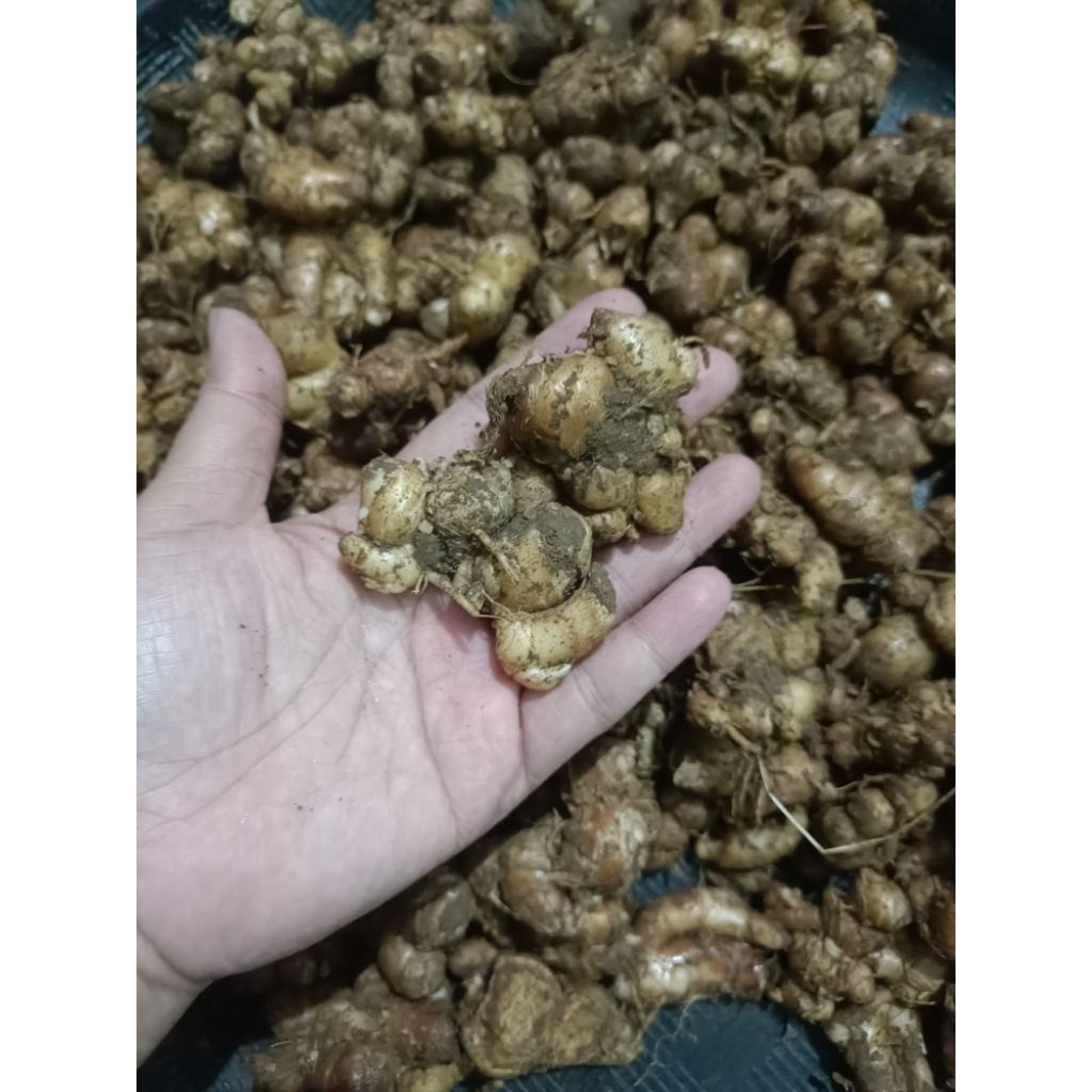 

kencur segar berat 1kg