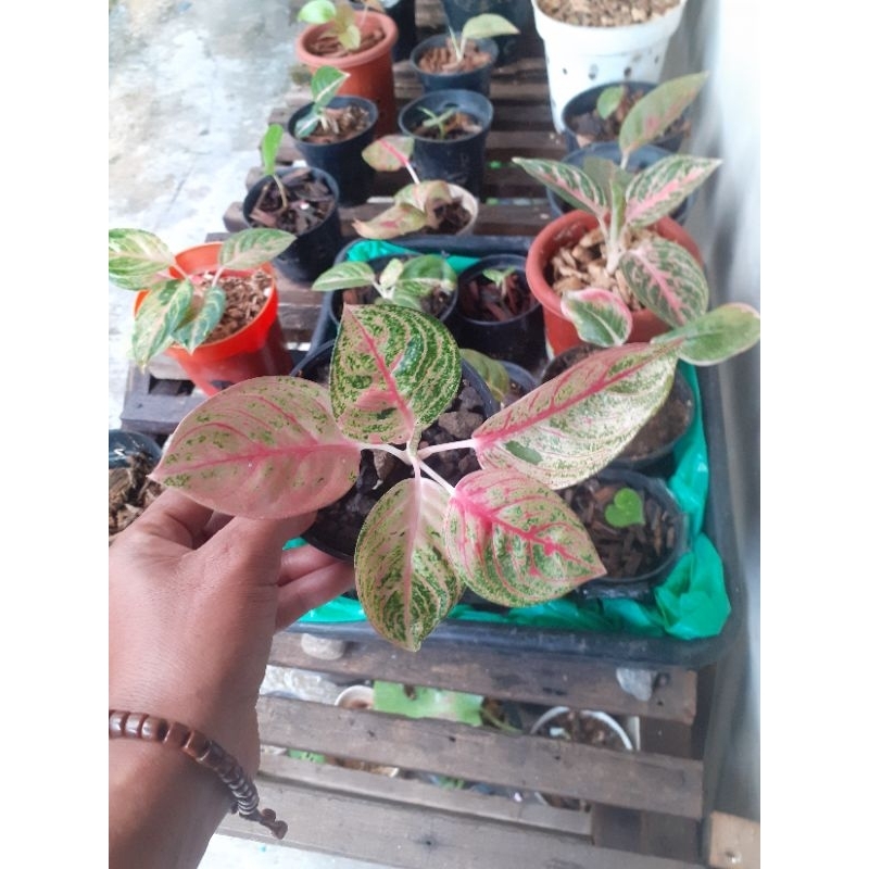 aglonema romantik love rl rl