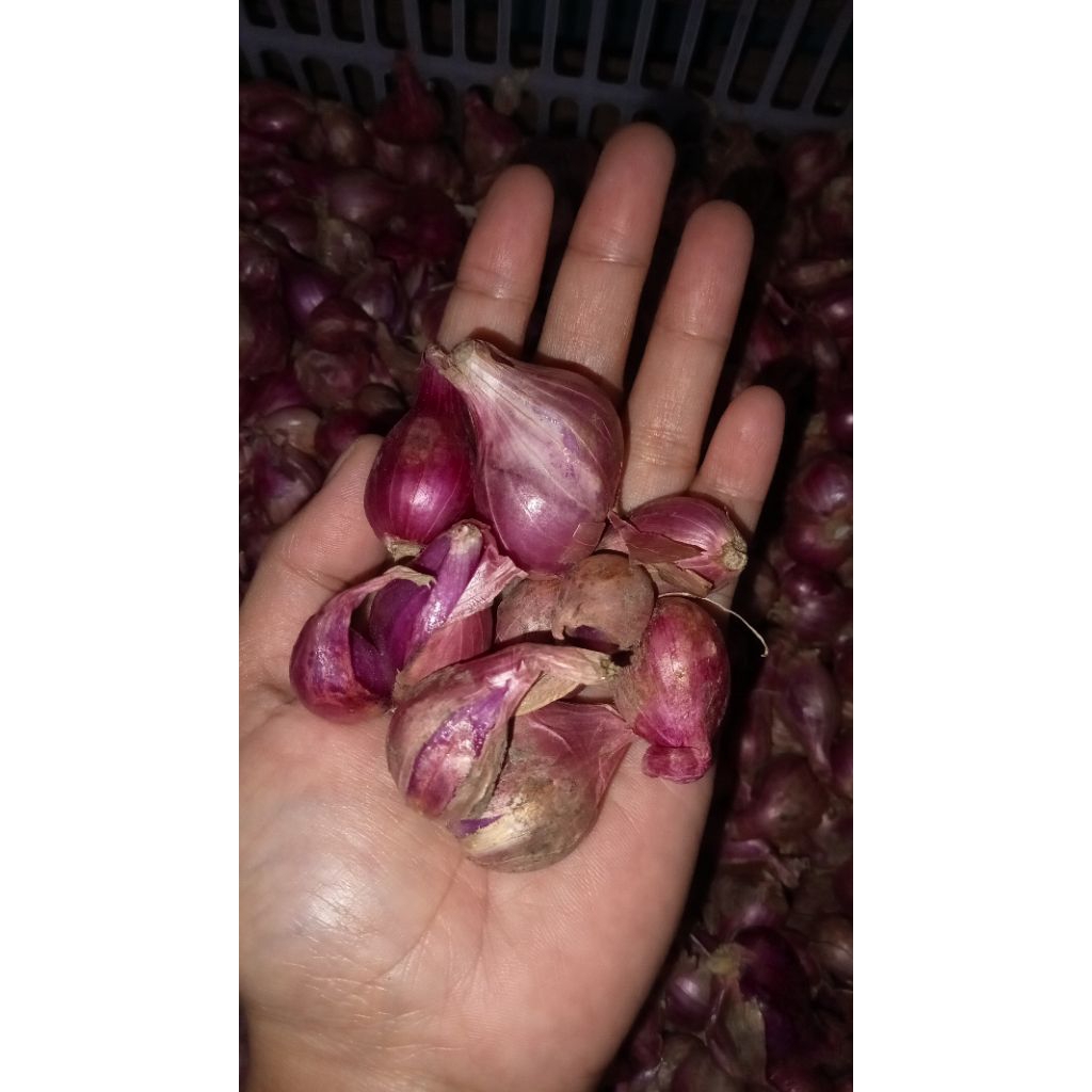 

Bawang merah 1 kg termurah tanggung