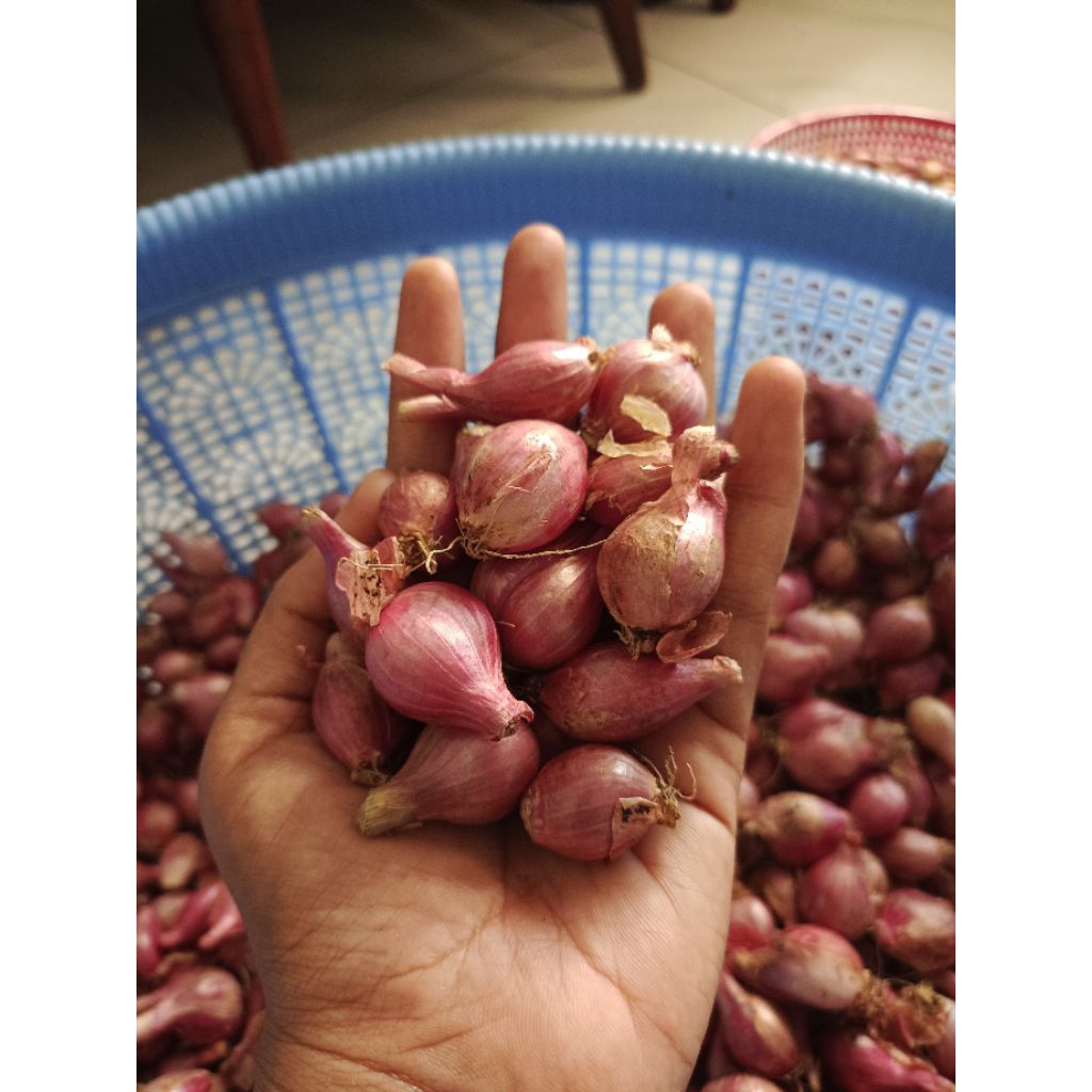

Bawang merah lokal 500gr