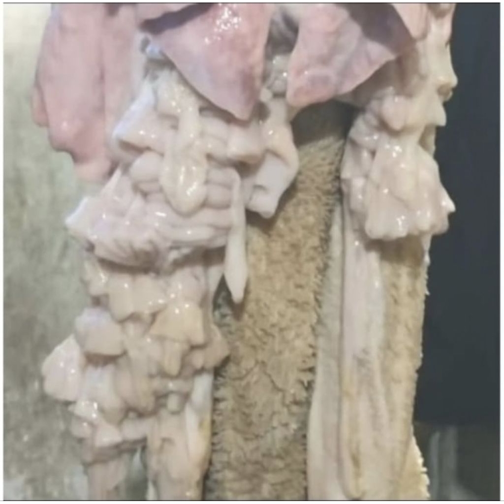 

jeroan kambing campur 1kg