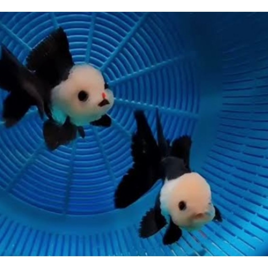 Ikan Hias Mas Koki Baby Oranda Panda Tricolor Shortbody Shorttail Rostail