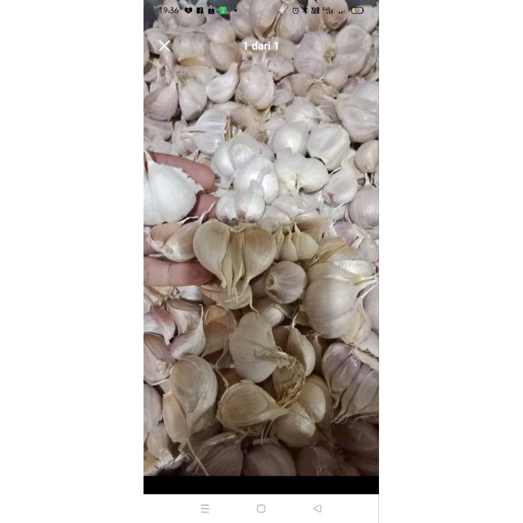 

BAWANG PUTIH KATING FRESS 250g