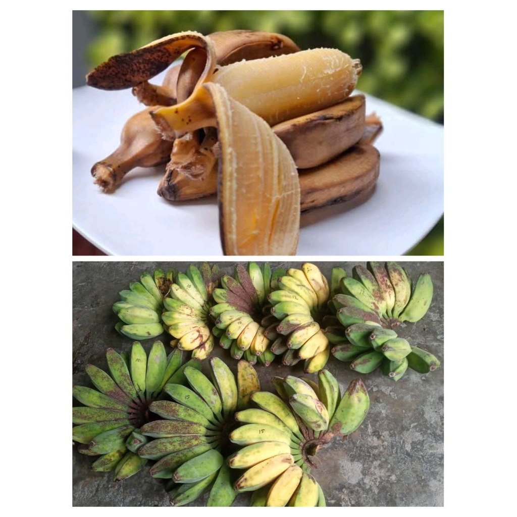 

PISANG KEPOK PIPIT 1 SISIR/KIPAS
