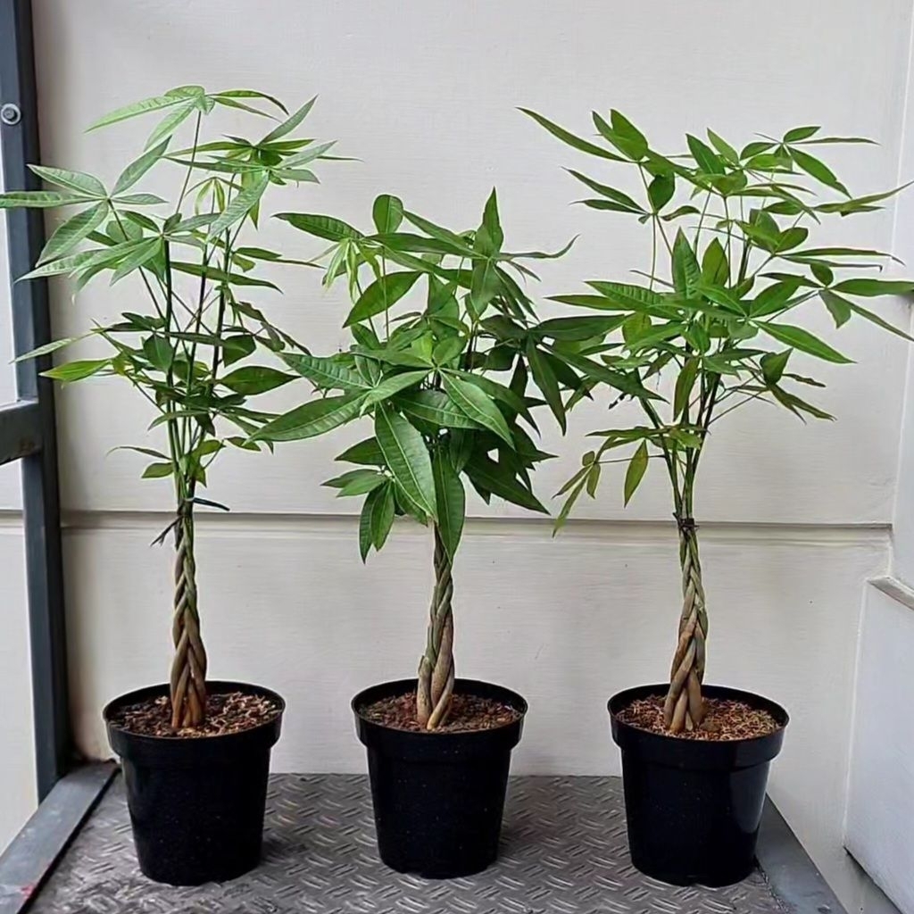 Pachira aquatica Money tree kepang