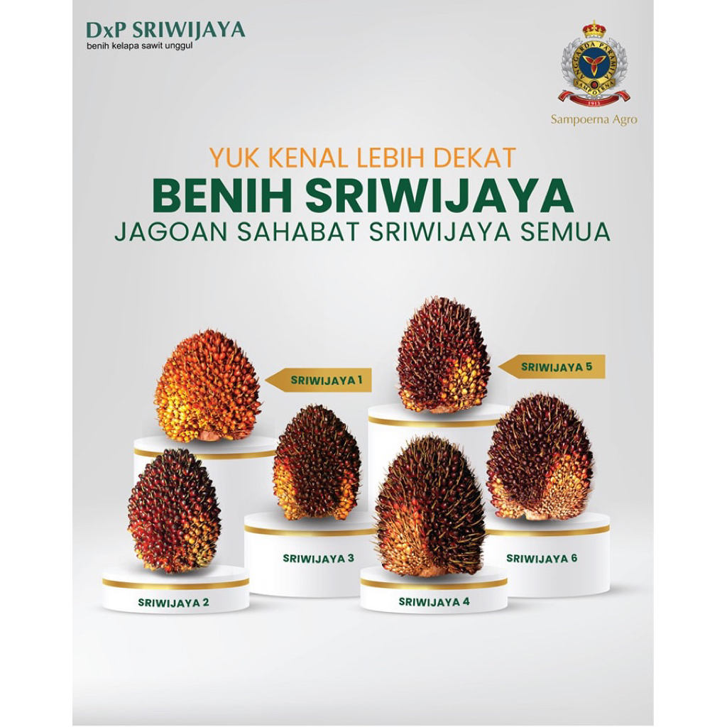 BIBIT SAWIT UNGGUL BERSERTIFIKAT  DxP SRIWIJAYA