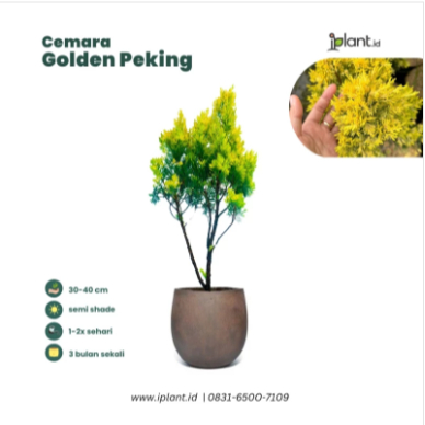 Cemara Golden Peking