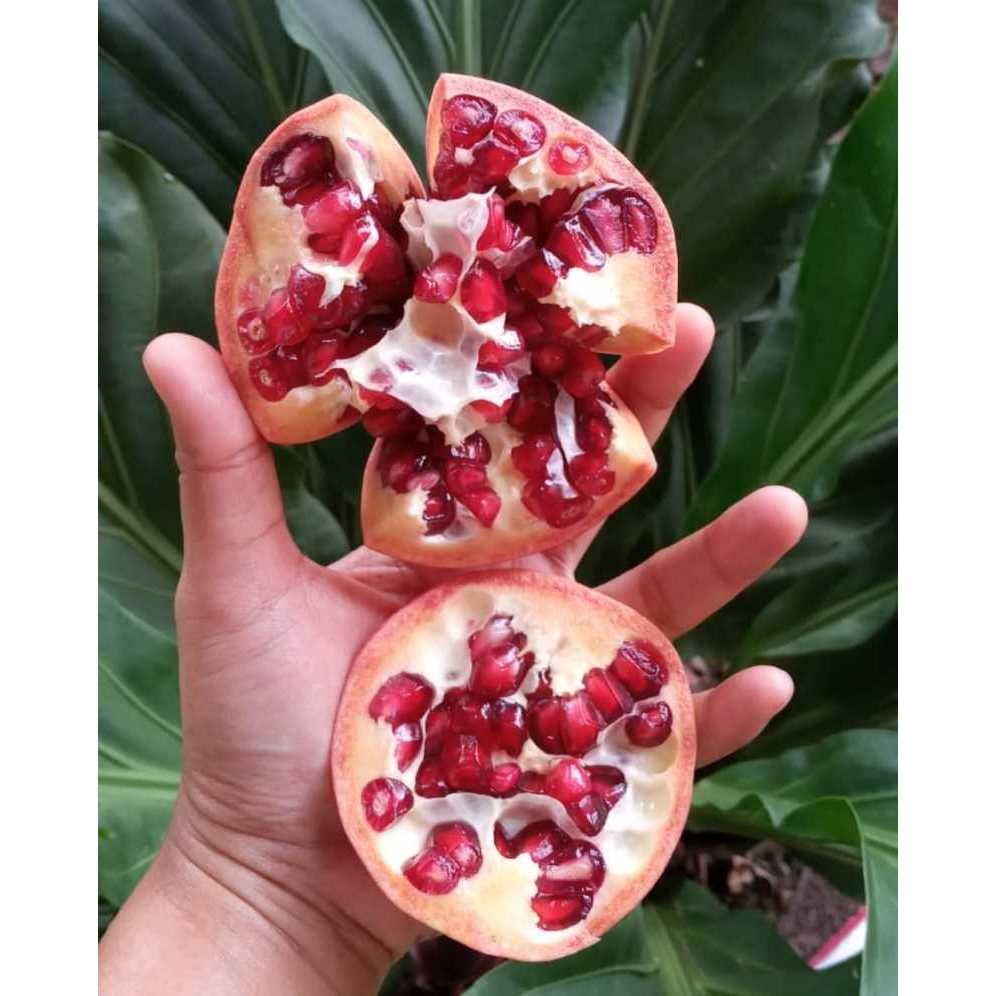 

DELIMA MERAH INDIA 1 DUS ISI 9-10 PCS