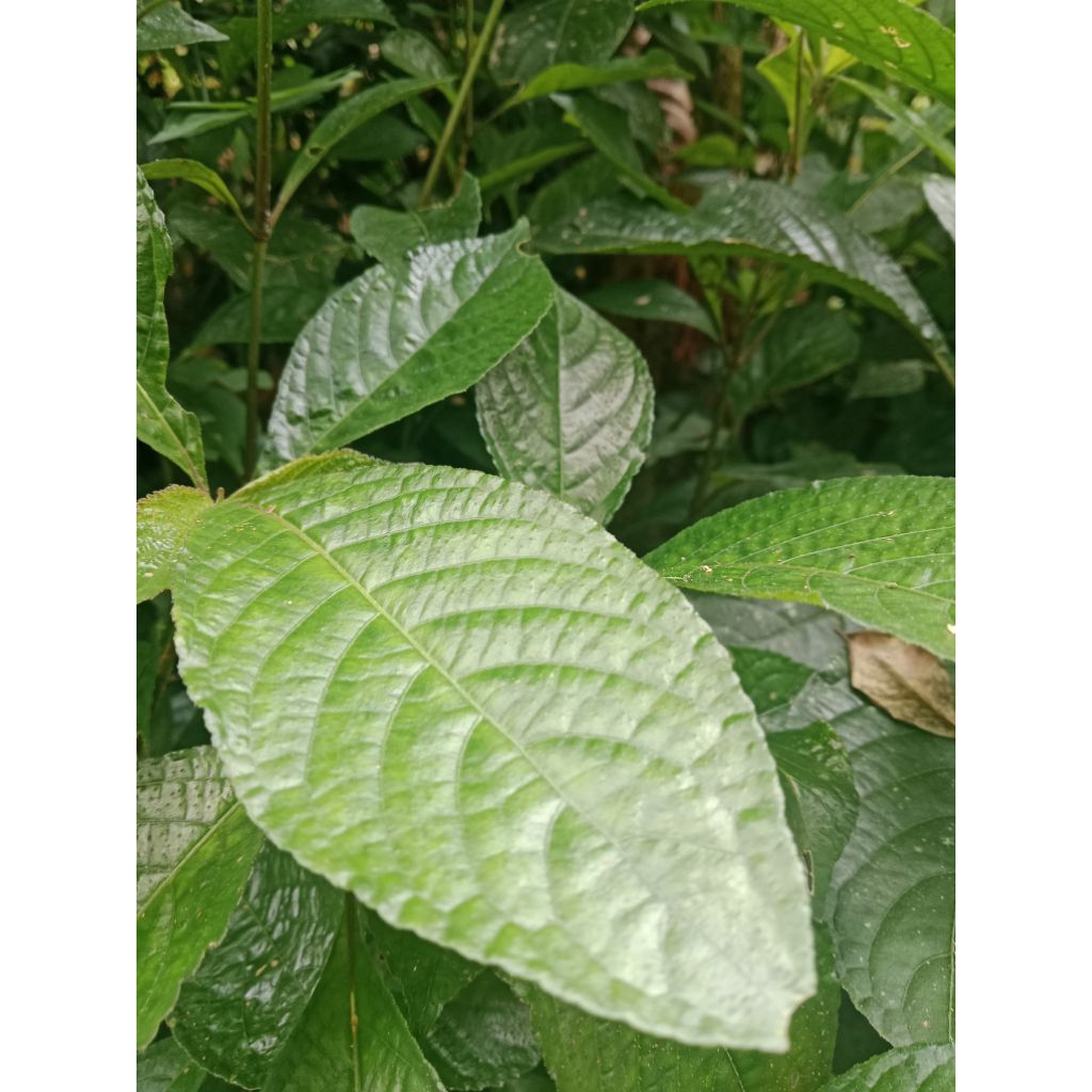 

Daun pecah beling/100lembar