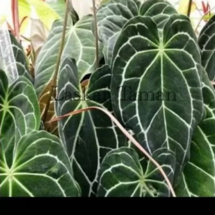 tanaman hias Anthurium kuping gajah daun besar/bibit