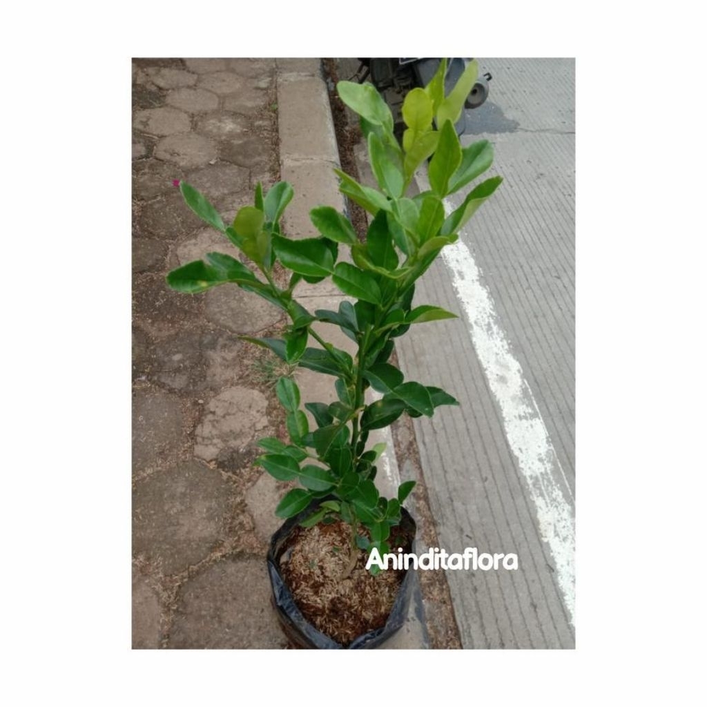 tanaman jeruk purut/pohon jeruk purut