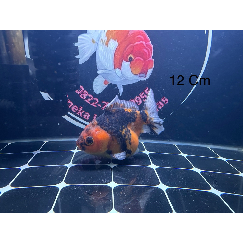Ikan Koki Oranda Tiger / OST Tiger Female
