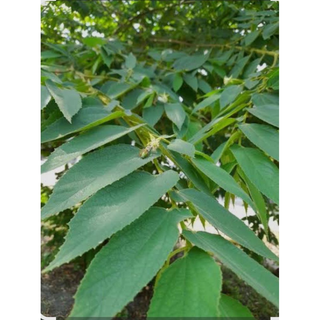 

Daun kersen berat neto 500gr