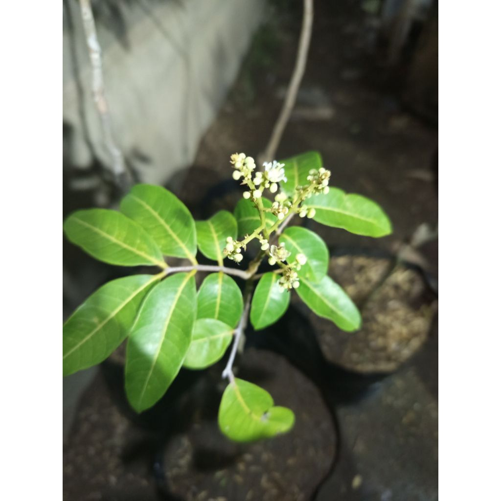 

etalase kelengkeng berbunga