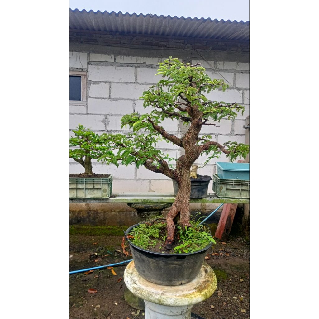bonsai asem jawa
