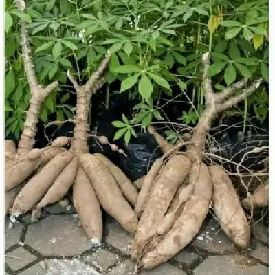 

singkong keju organik fress jaminan meduk