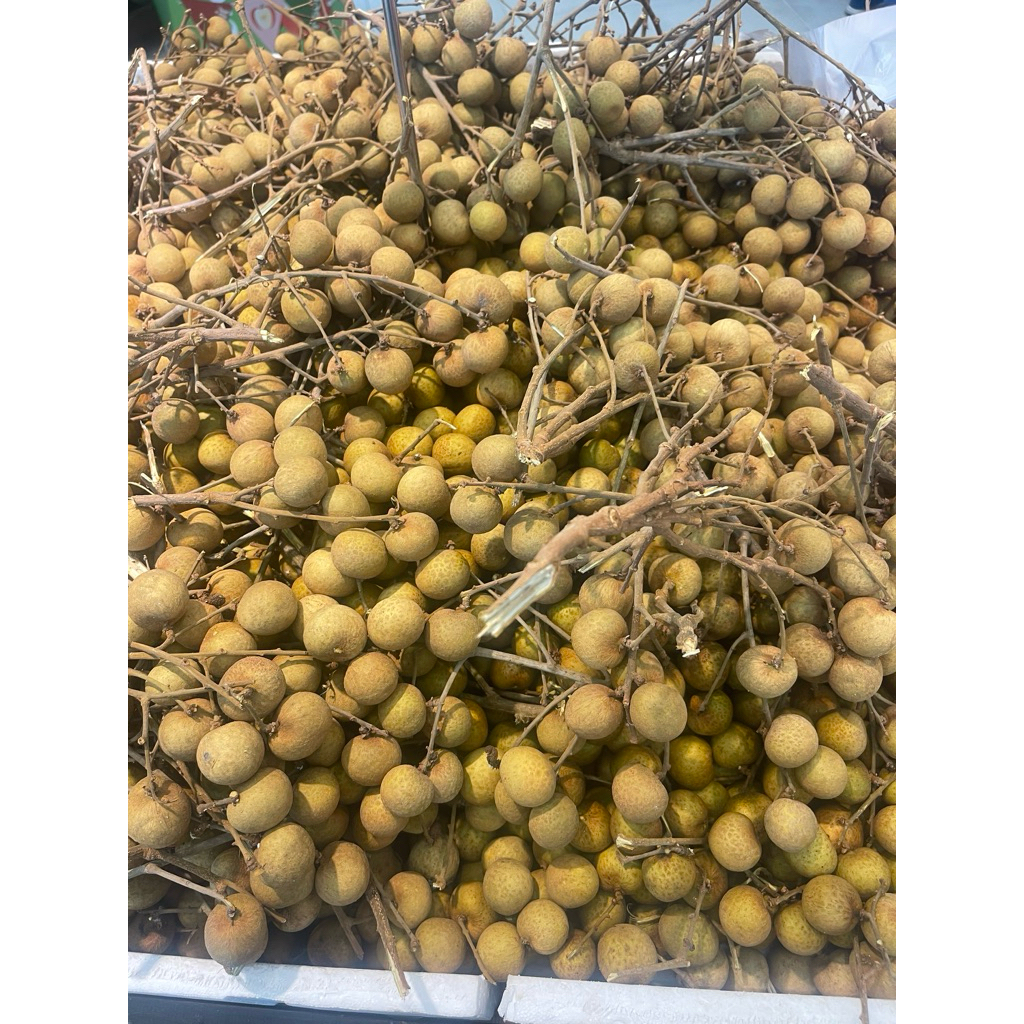 

Kelengkeng Emas Longan Manis Super 1 Kg
