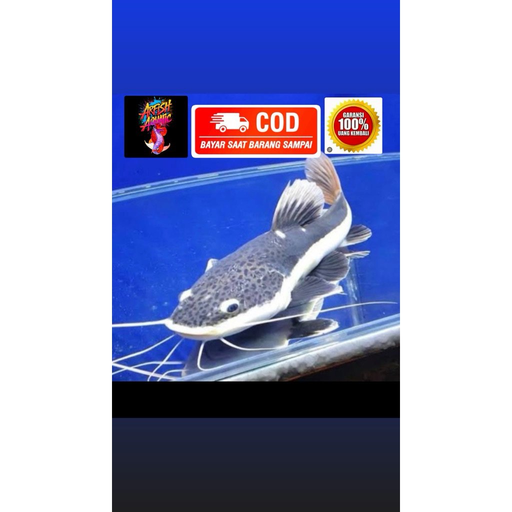 RTC red tail catfish size 8-10cm gransi100%