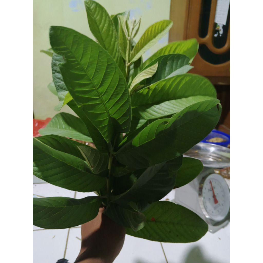 

daun jambu per 10 helai terlaris fresh segar di petik dadakan