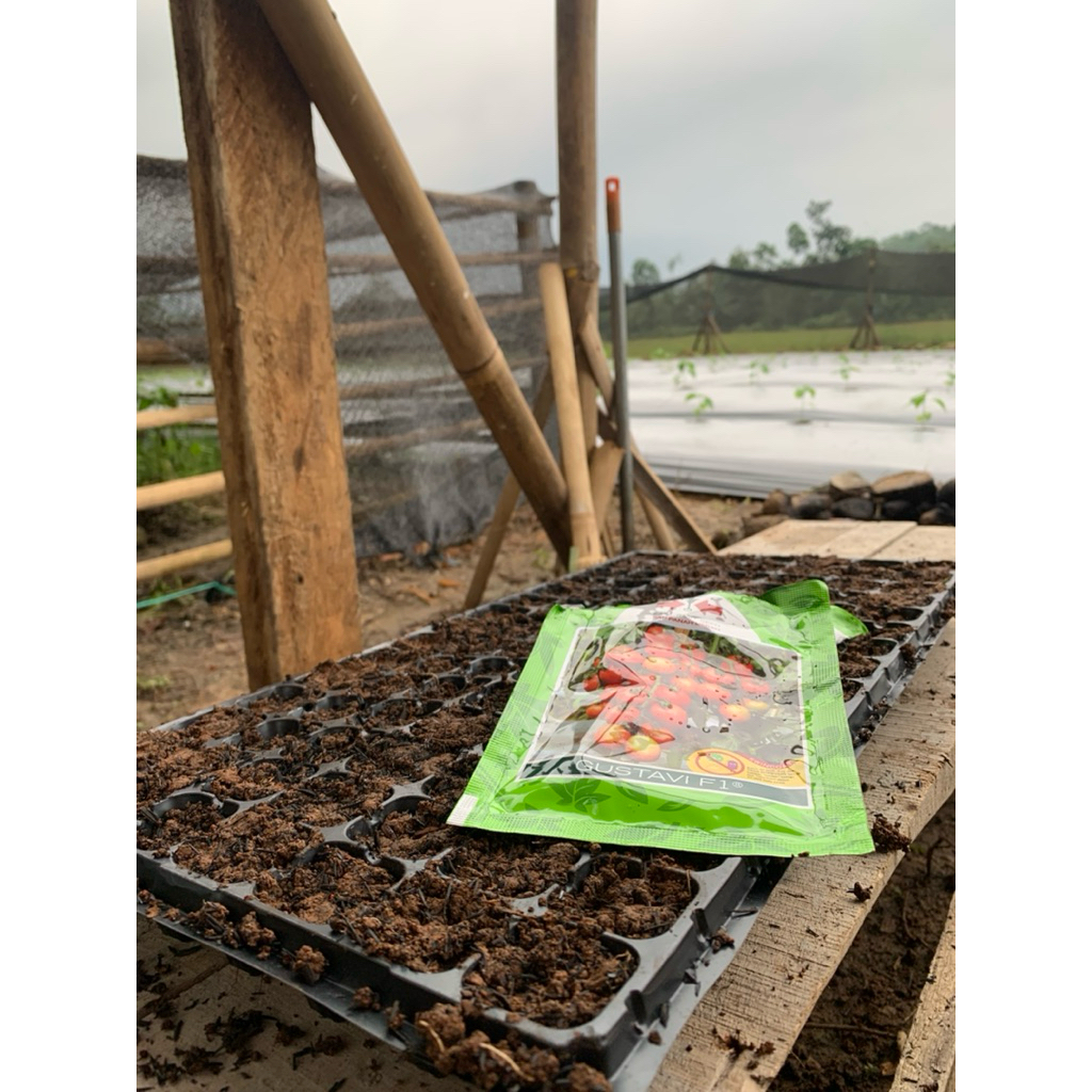 Bibit Tomat Gustavi F1 Siap Tanam