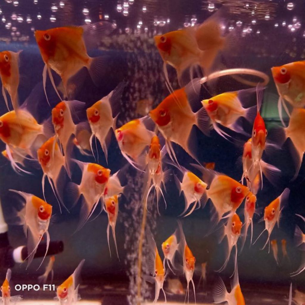 Manfish Red Cap Albino Size 4.5 - 6 cm Prediksi Sepasang - 3 ETALASE