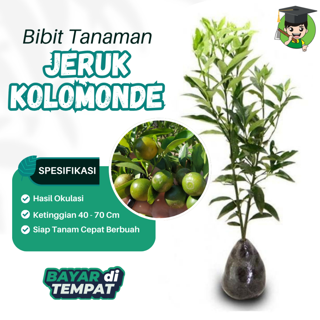 Bibit Tanaman Jeruk Kasturi - Jeruk Kalamansi - Jeruk Peras