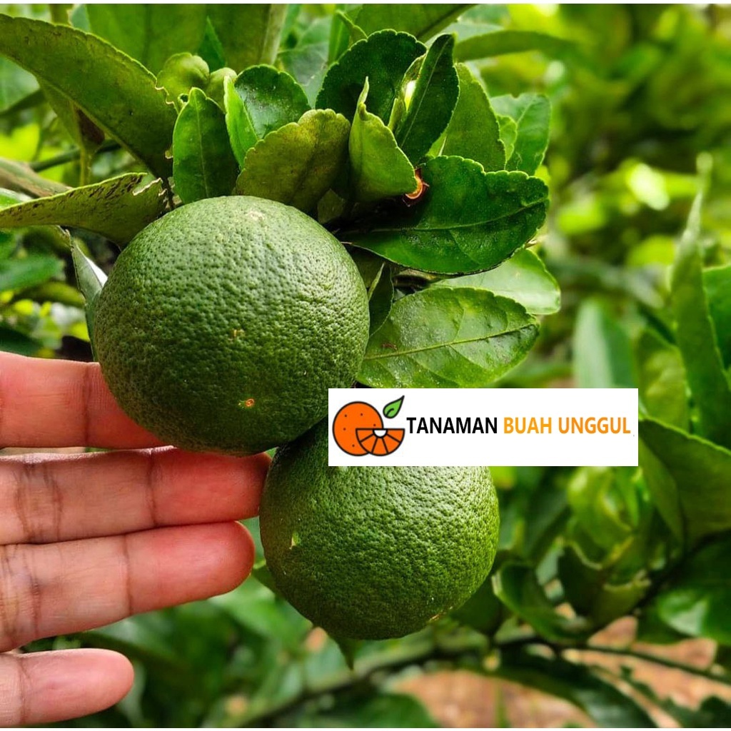 Bibit Jeruk Nipis Sudah Berbuah Super Cangkok