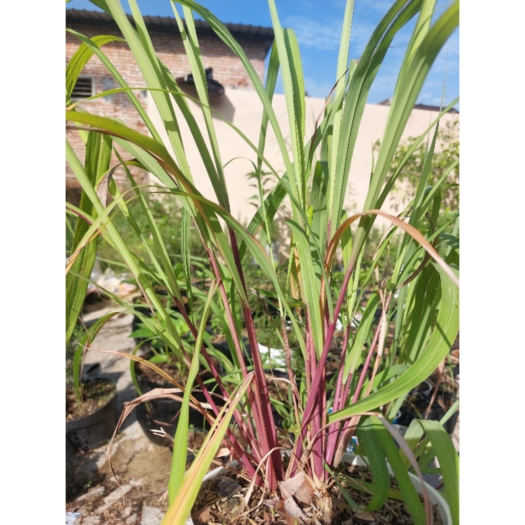 

Sereh Merah/Sereh Wangi/Serai Merah Lanang Herbal Berkhasiat