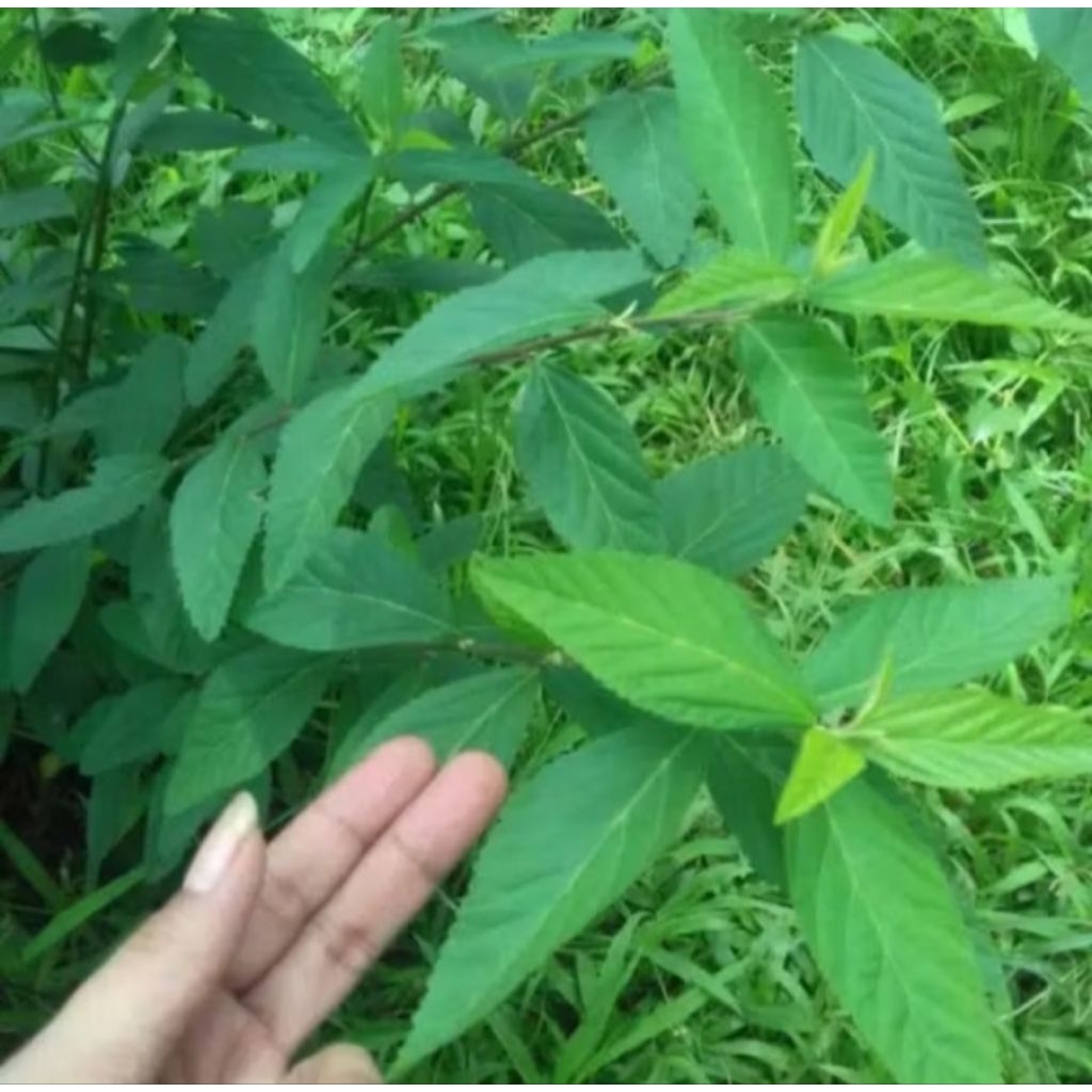 

Daun Sidaguri Segar Termurah 200Gram