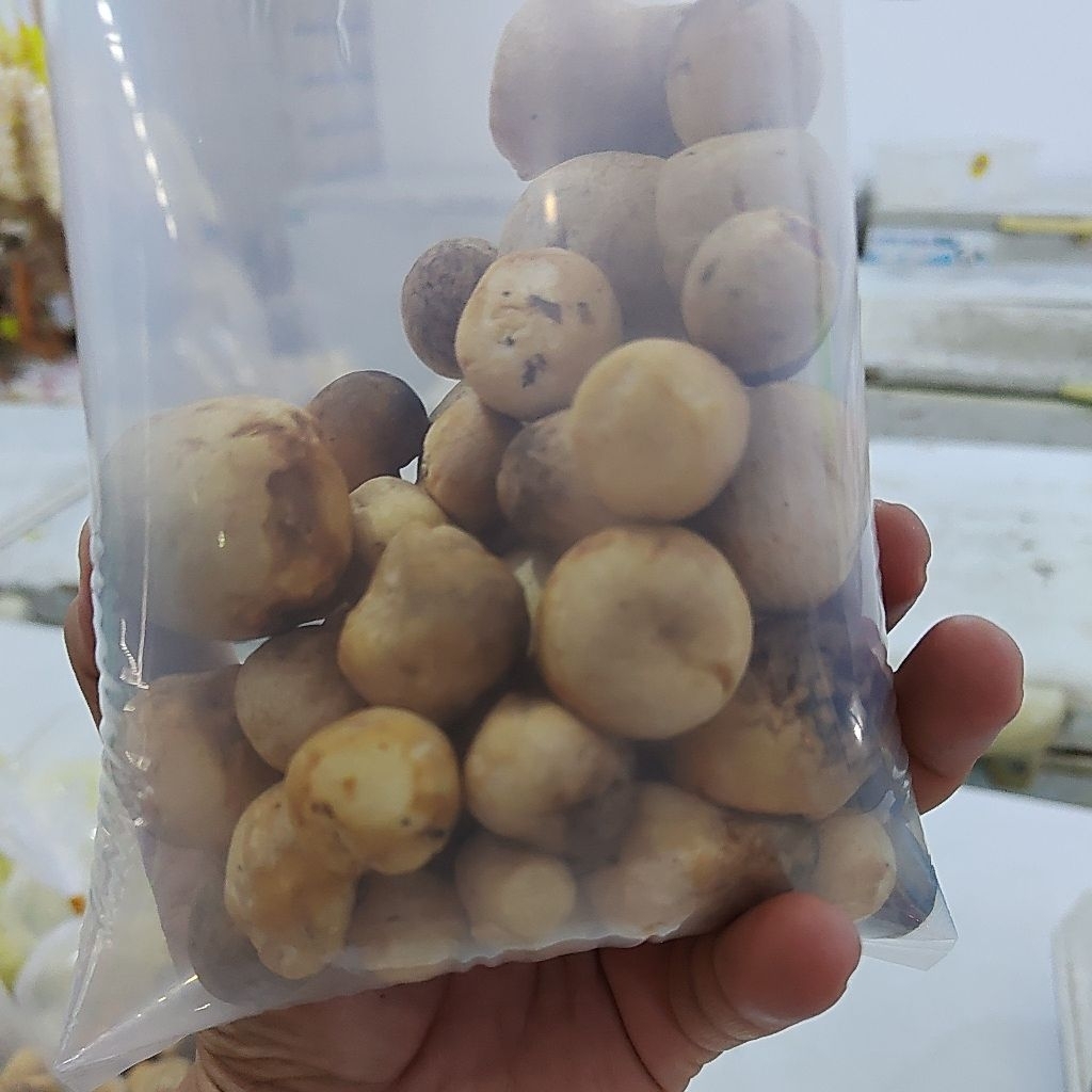 

jamur merang pack 200gr