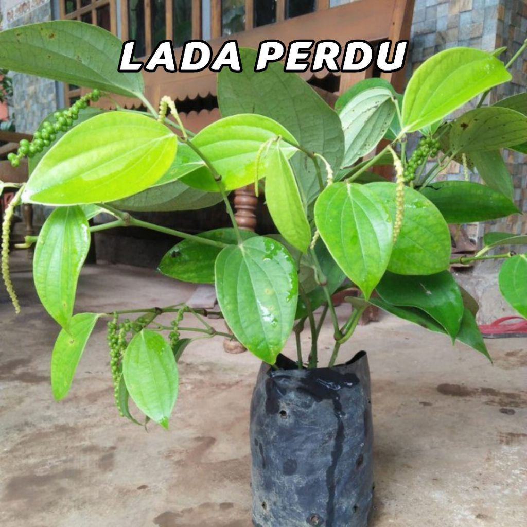Bibit Lada Perdu Siap Tanam