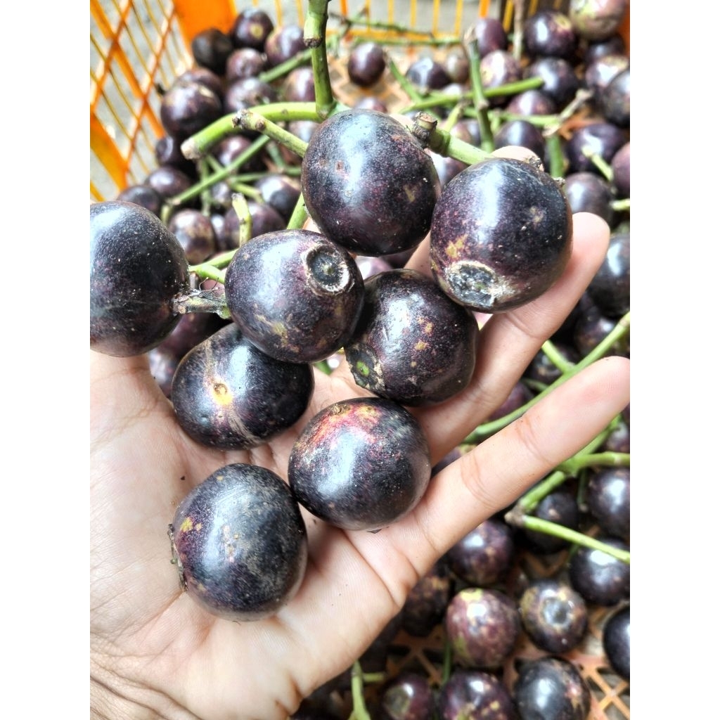 

buah kupa/ gowok ukuran 1kg