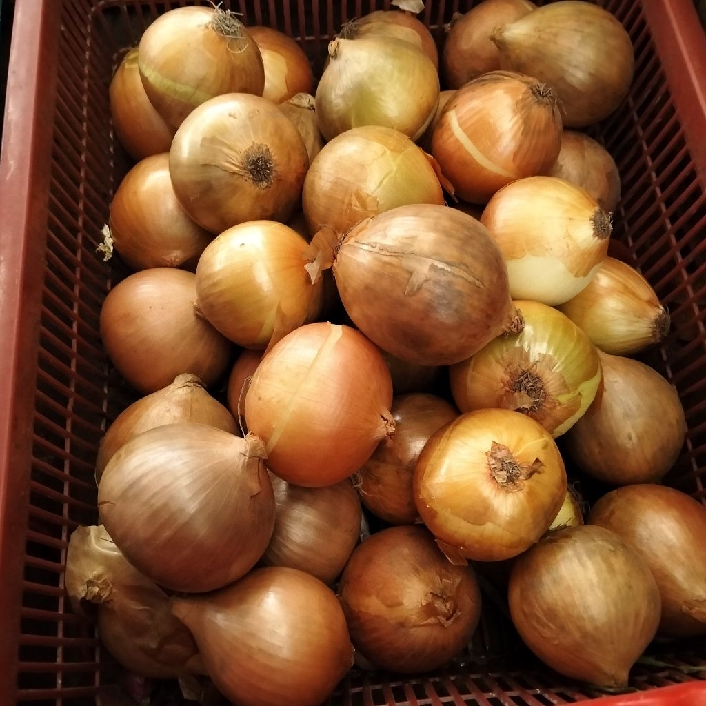 

bawang bombayy