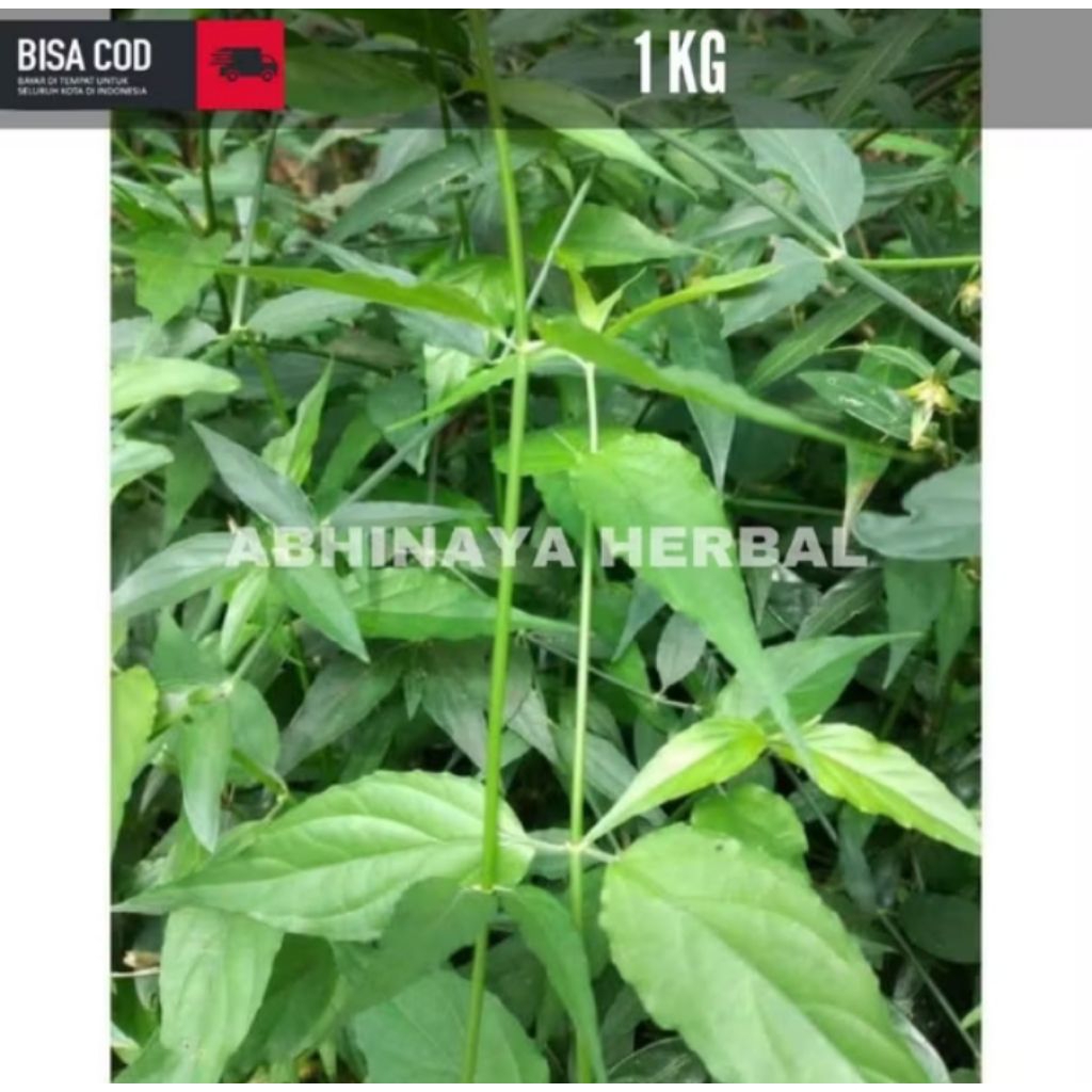 

Daun Belalai Gajah - Daun Kalingsir Segar 1Kg