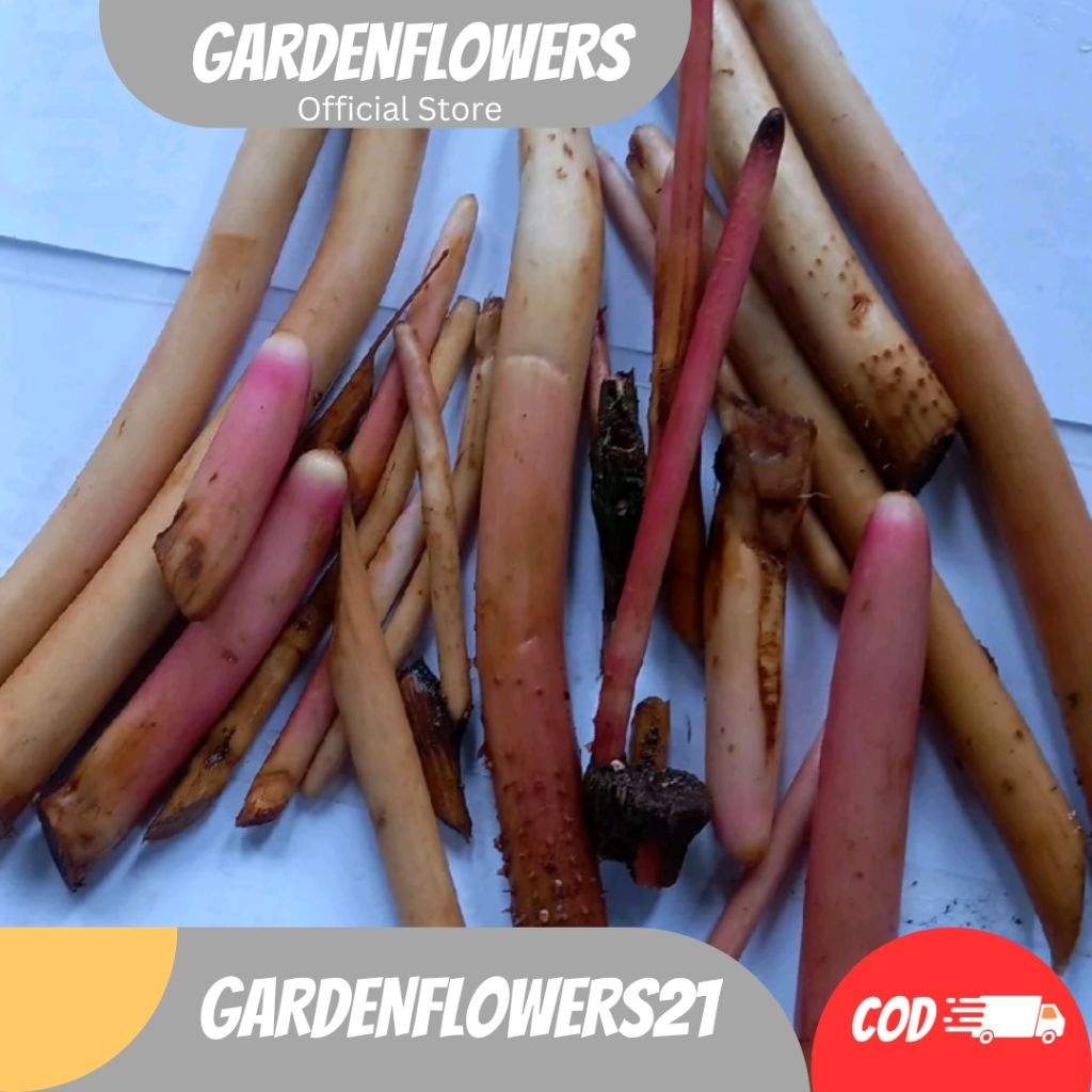 

AKAR PINANG SEGAR FRESH HERBAL100GRAM