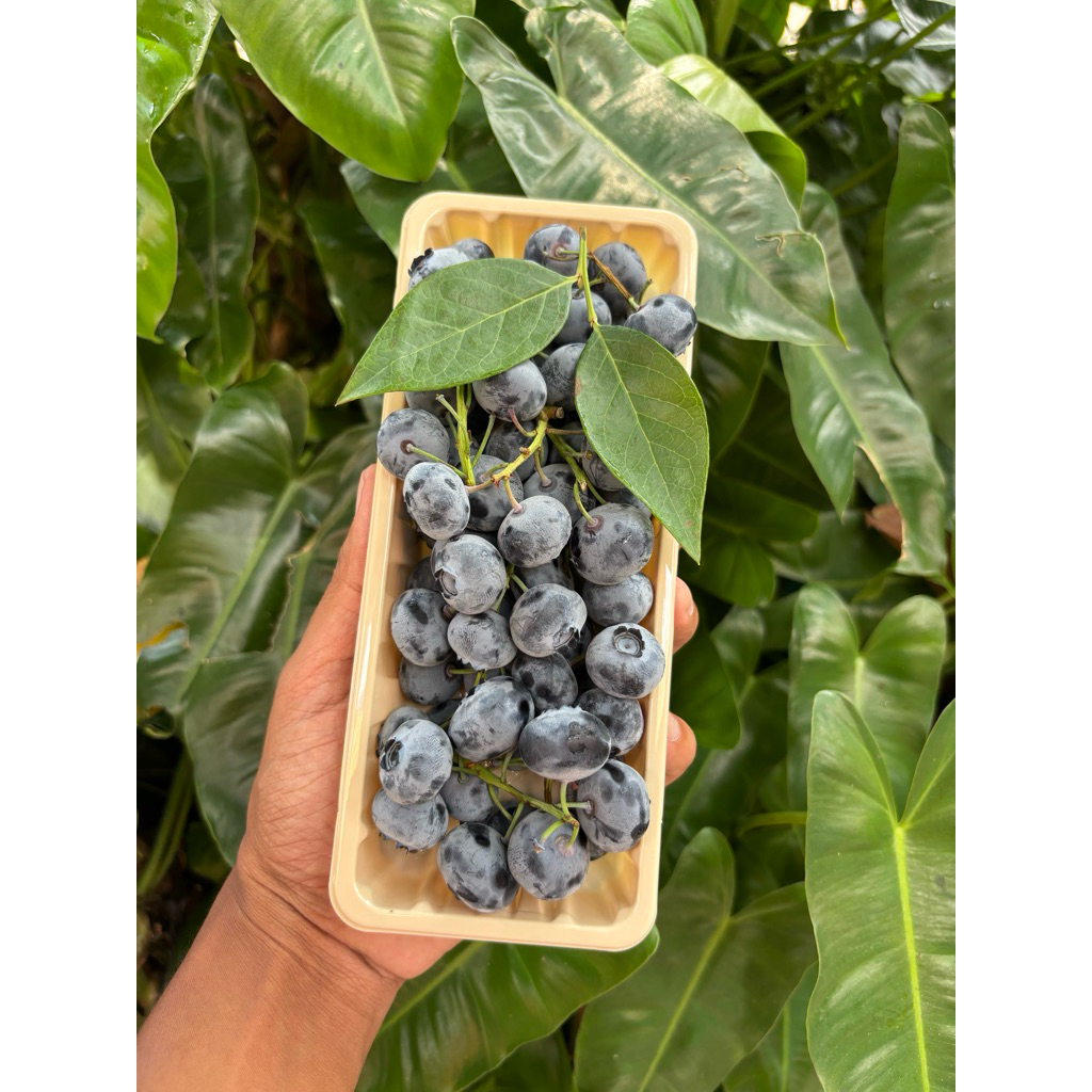 

Blueberry SunMoon 200gr