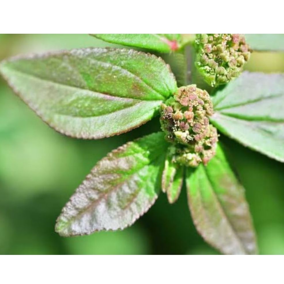 

Daun patikan kebo segar 250 gram