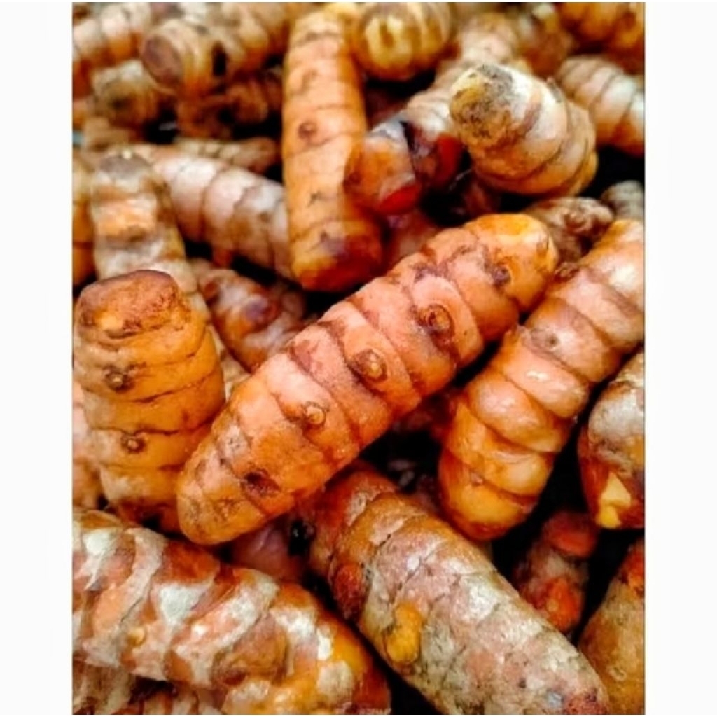 

Kunyit Segar Sudah Bersih Per 2 Kilo