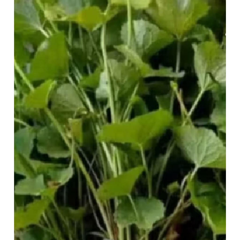 

bibit antanan/1 pollibak