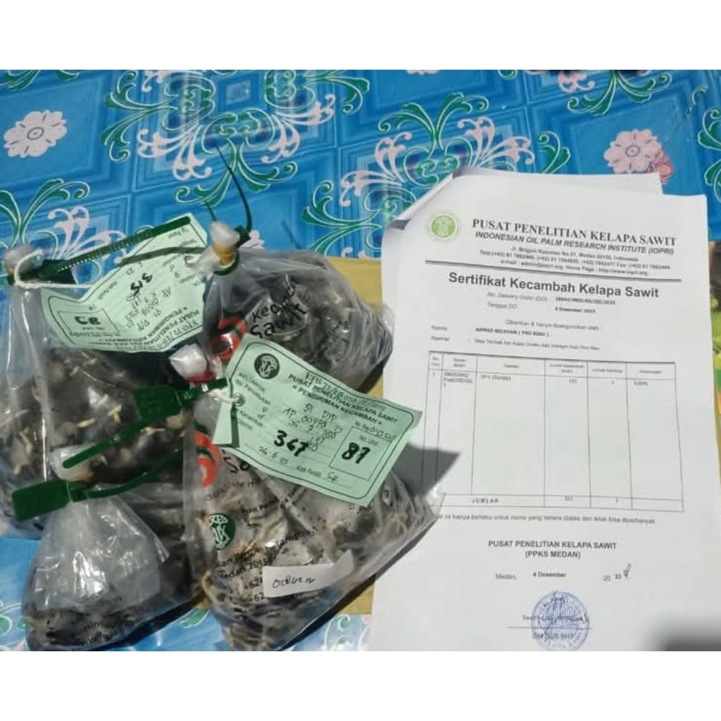 Harga Eceran 10.000/butir Benih Sawit PPKS DUMPY original pelepah panjang
