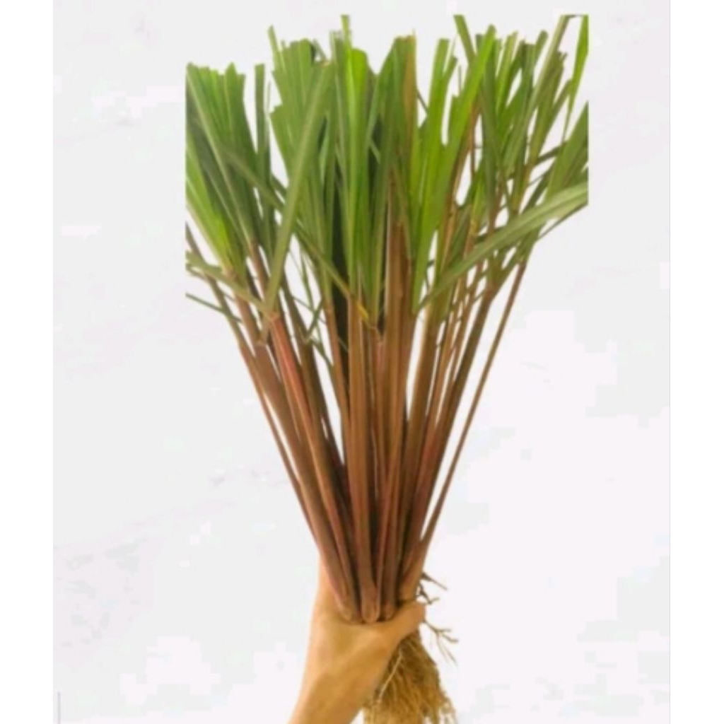 

Ready sereh merah/sereh lanang segar 1kg murah