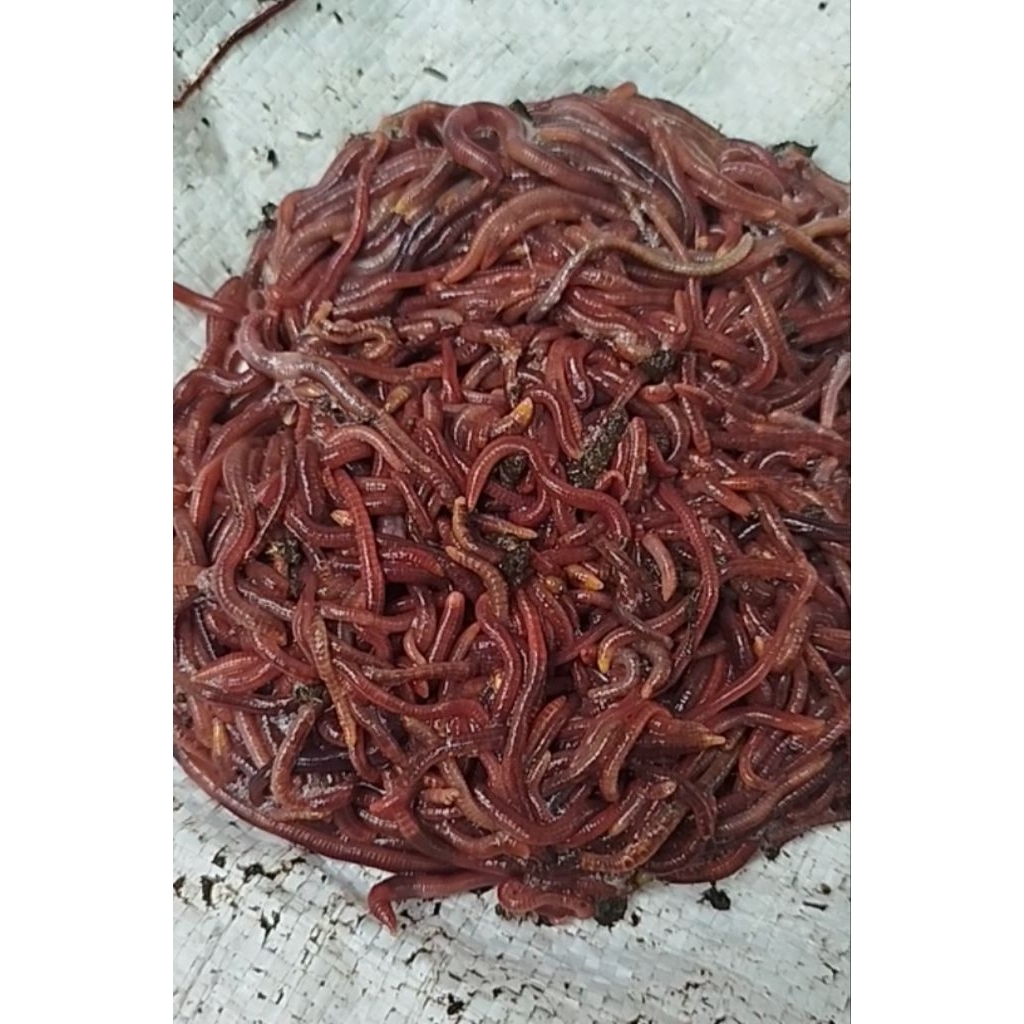 Cacing Tanah Tiger Hidup 100gram